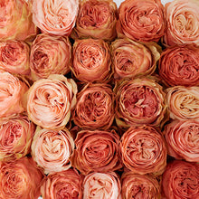 Load image into Gallery viewer, Parma_Flowers_CajaBlanca_Rosas
